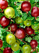 org:/gardening tips/Snoeiadvies/Overzichtspagina/Kruisbes.jpg